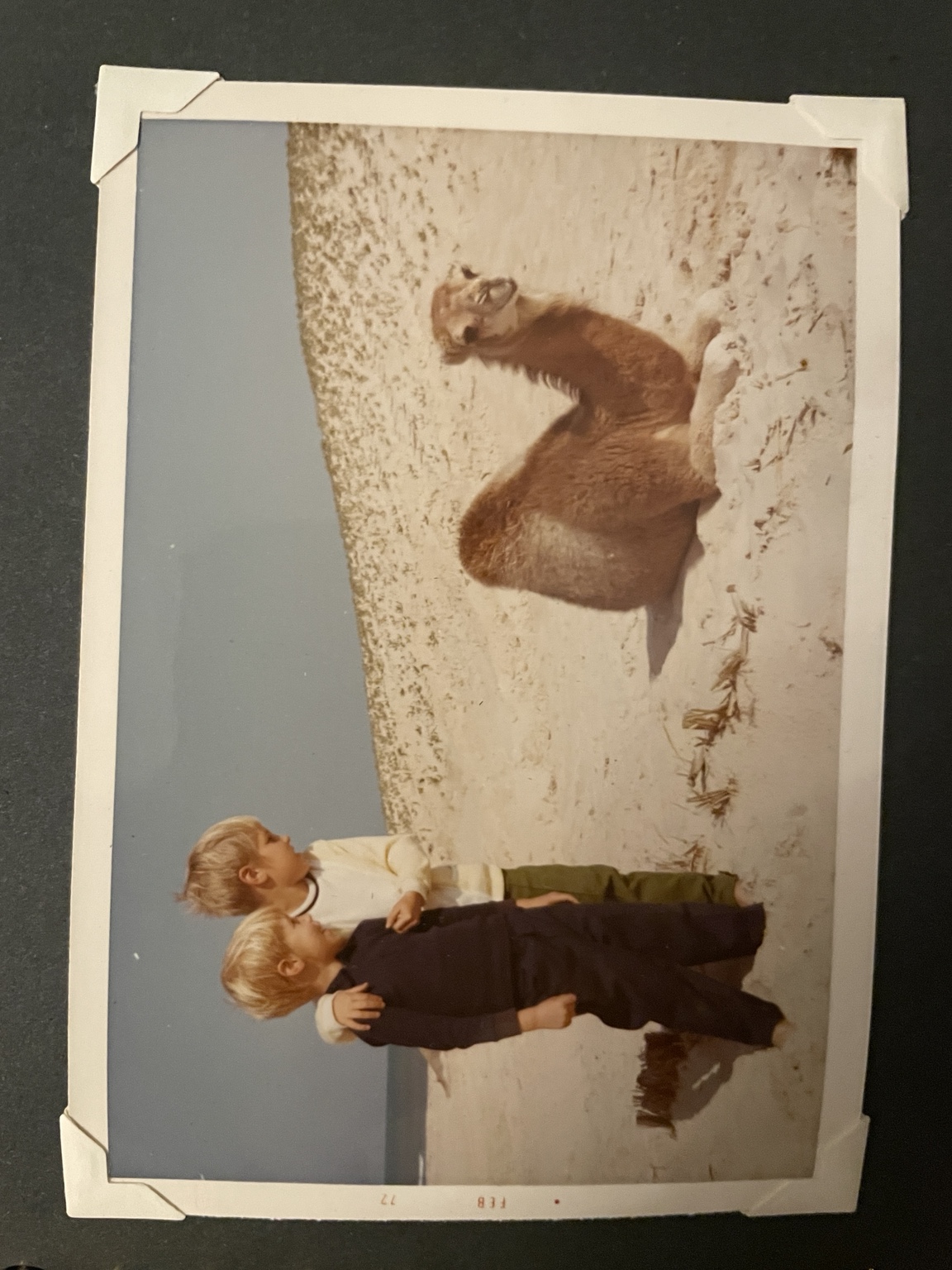 Original photograph of two children and a camel